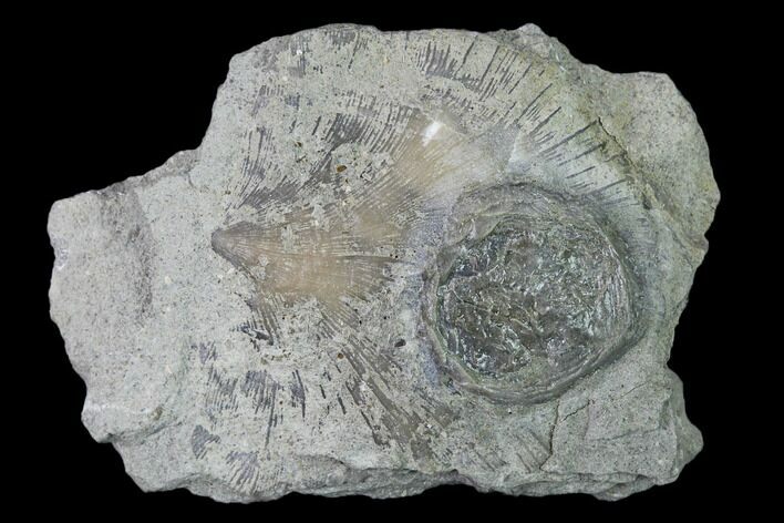 Edrioasteroid (Isorophus) On Brachiopod - Fairfield, Ohio #135586
